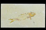 Bargain Fossil Fish (Knightia) - Wyoming #120006-1